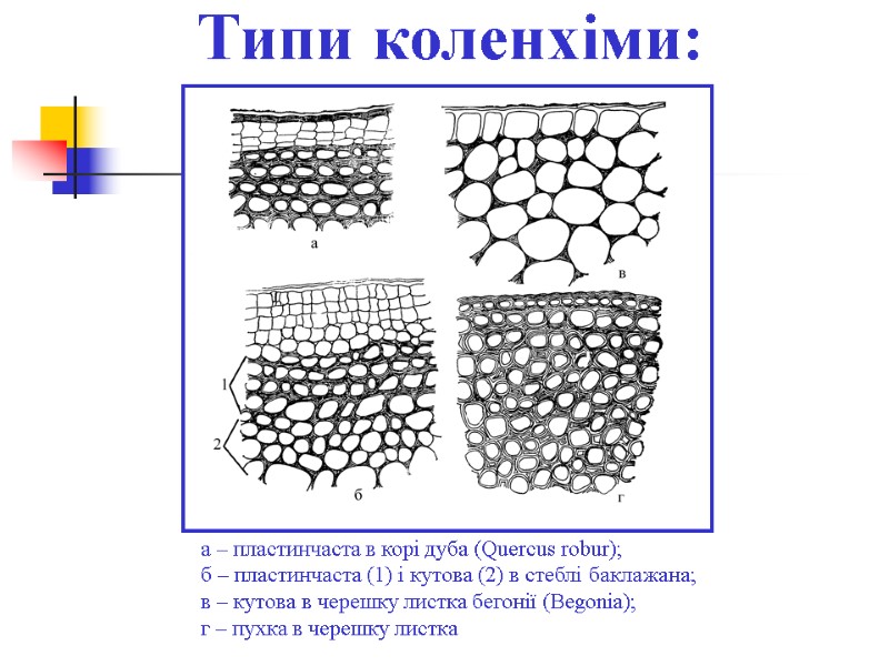 Типи коленхіми:  а – пластинчаста в корі дуба (Quercus robur); б – пластинчаста
